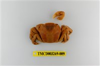 藏品(字纹弓蟹)的圖片